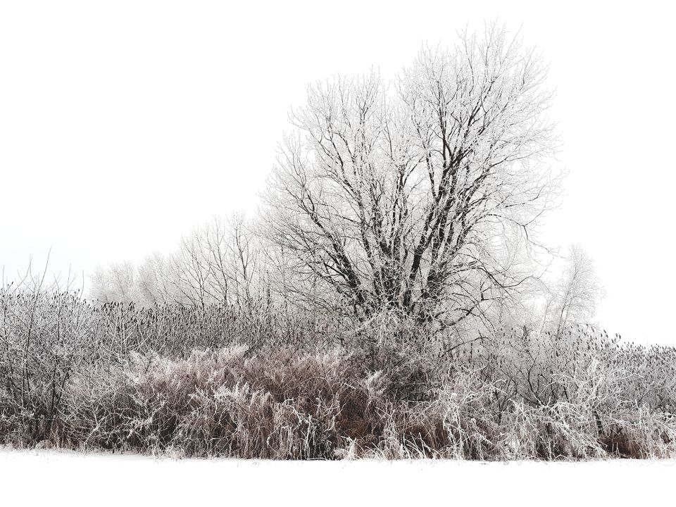 beautiful scenery of trees with branches covered in ice