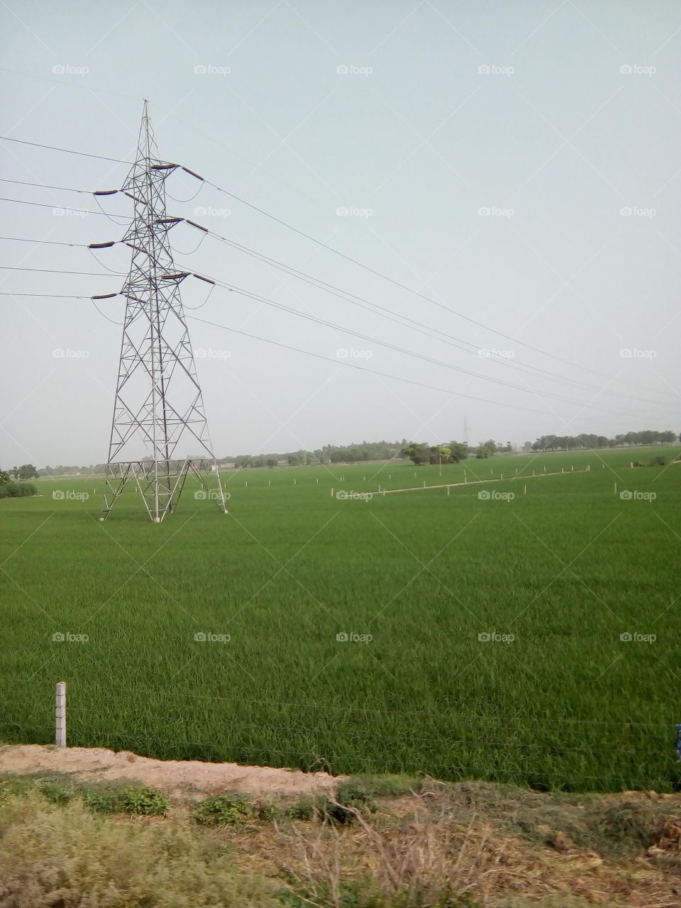 natural beautiful seen of a village in India