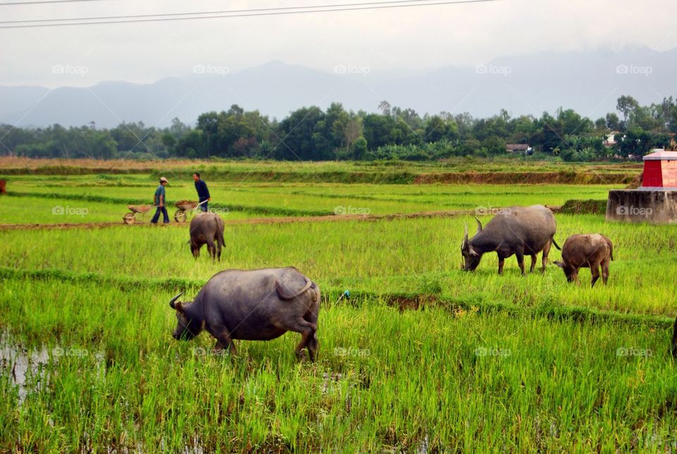 Buffaloes on rice Paddy