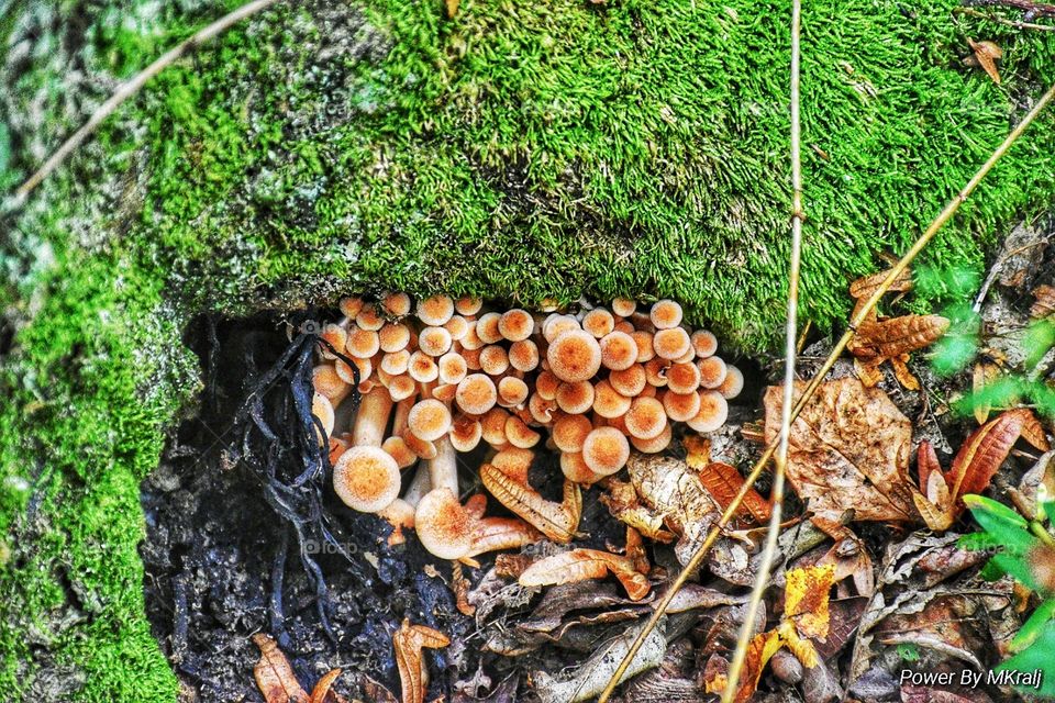 Mushroom 🍄