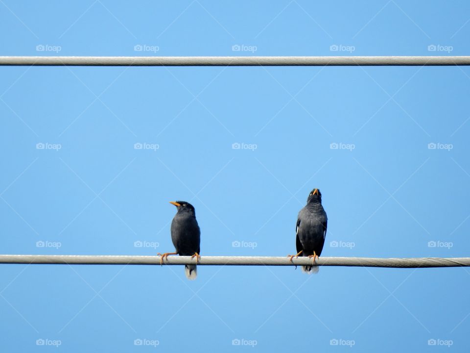 Birds on electrical wires