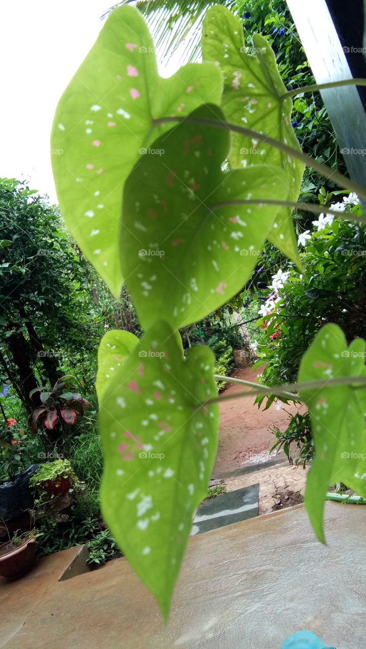 towards sky light...