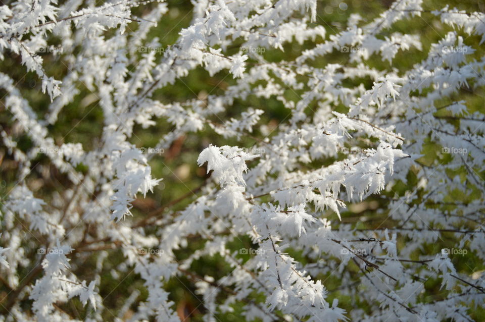 green frost