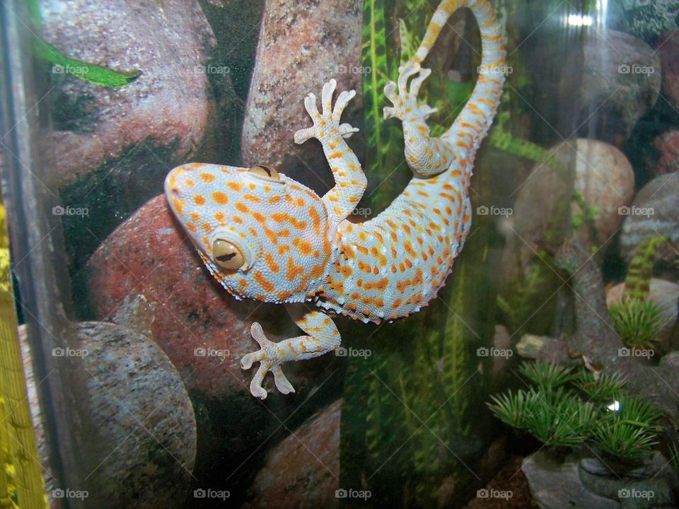 gecko