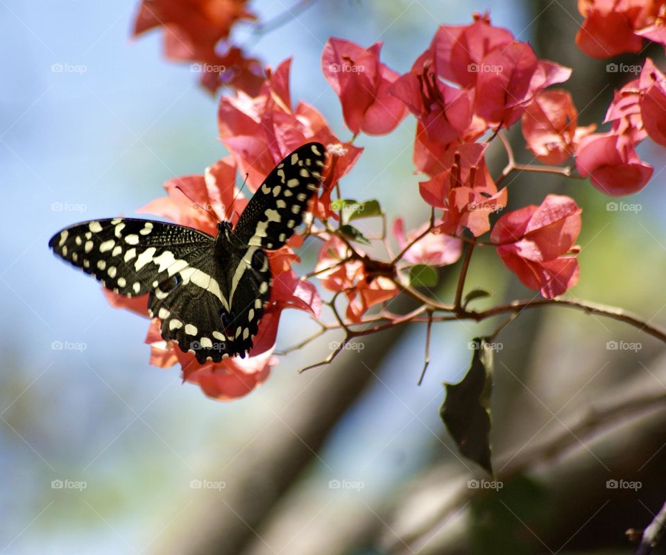 A yellow and black swallowtail butterfly 