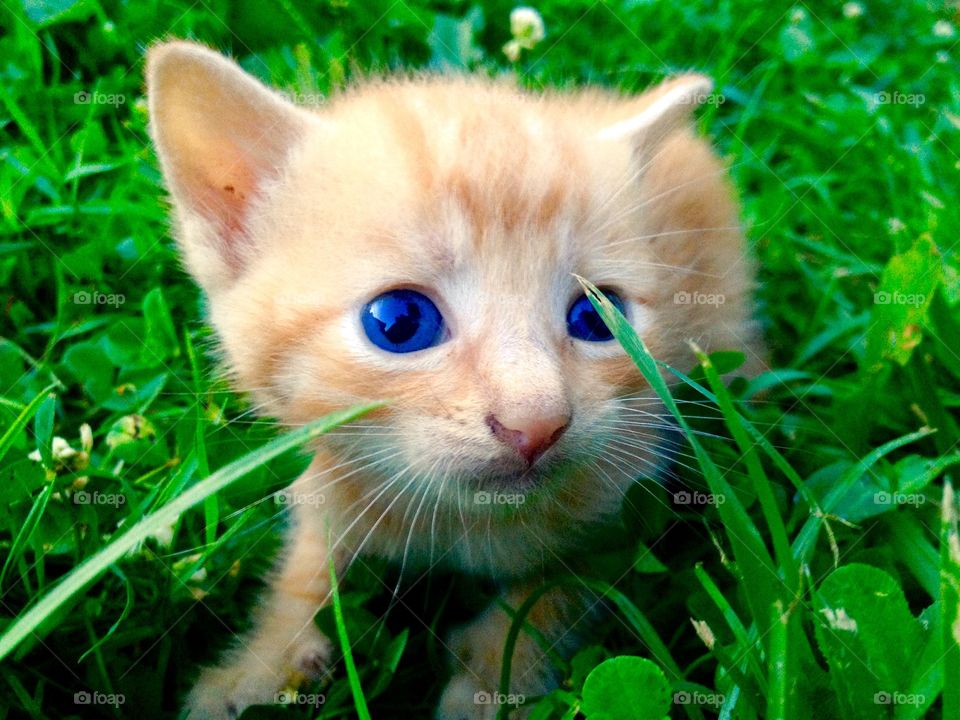 Close-up of kitten with blue eyes