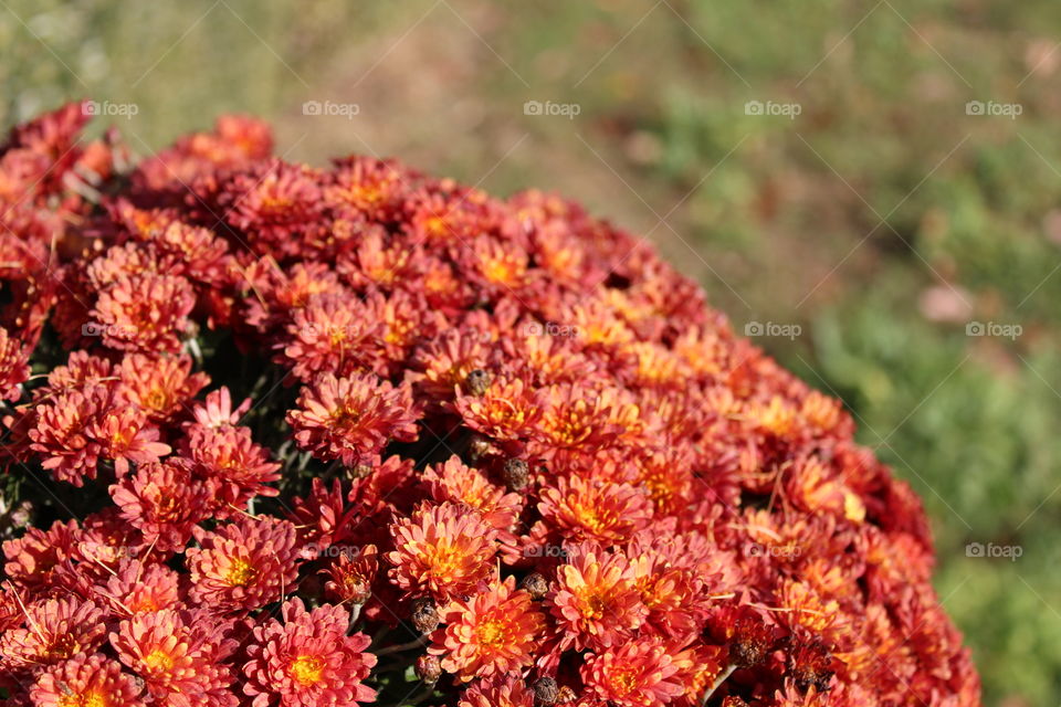 beautiful macro of red flowers