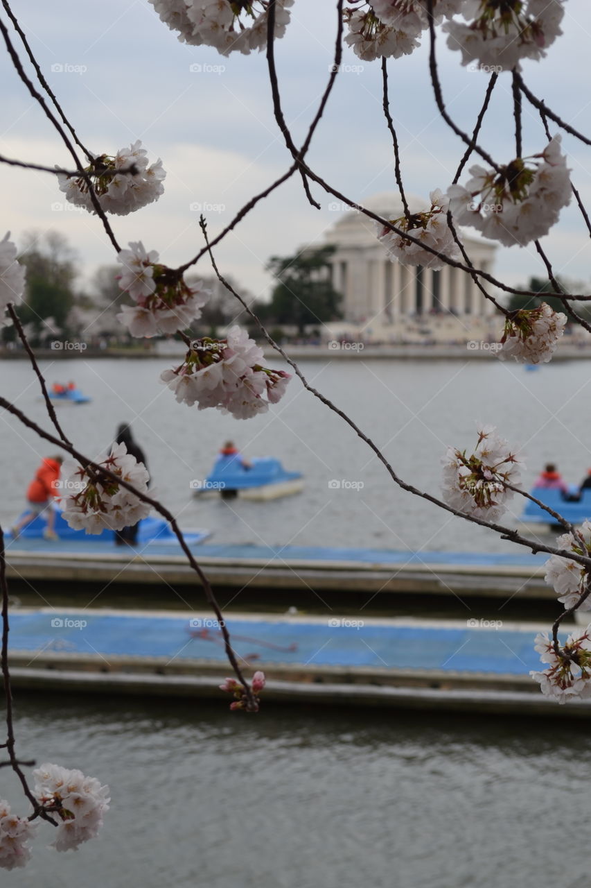 Monumental Blooms. Cherry blossoms in front of the Jefferson memorial