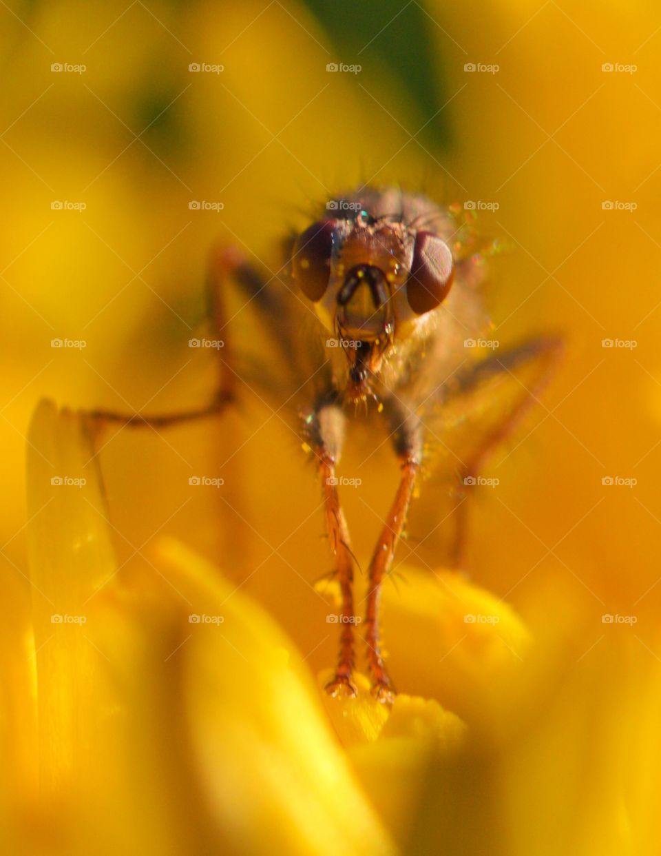 Extreme close-up of bee on flower