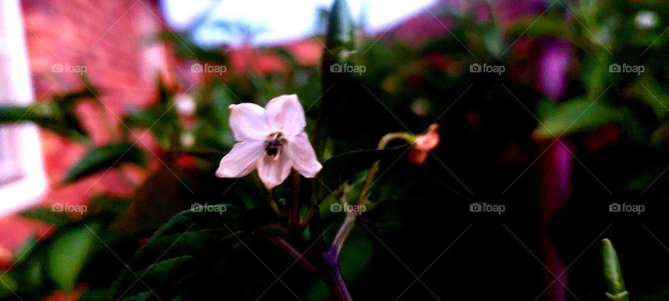 White flower at night
