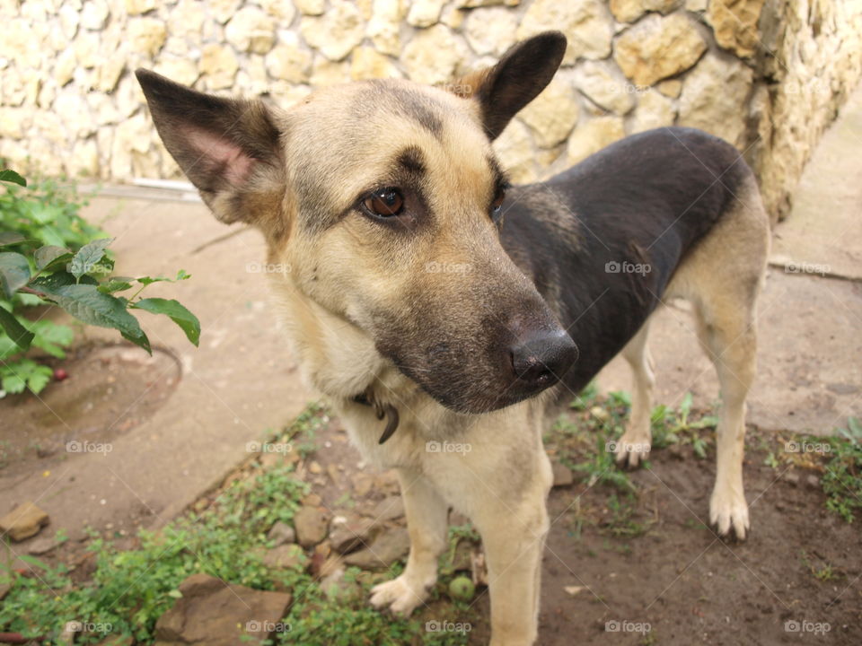 sad German Shepherd dog