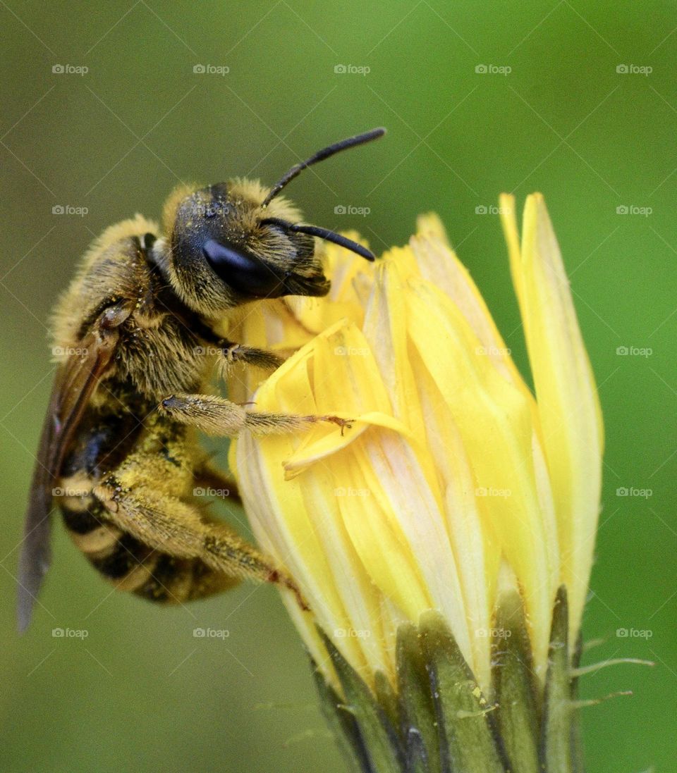 Bee sitting on flower