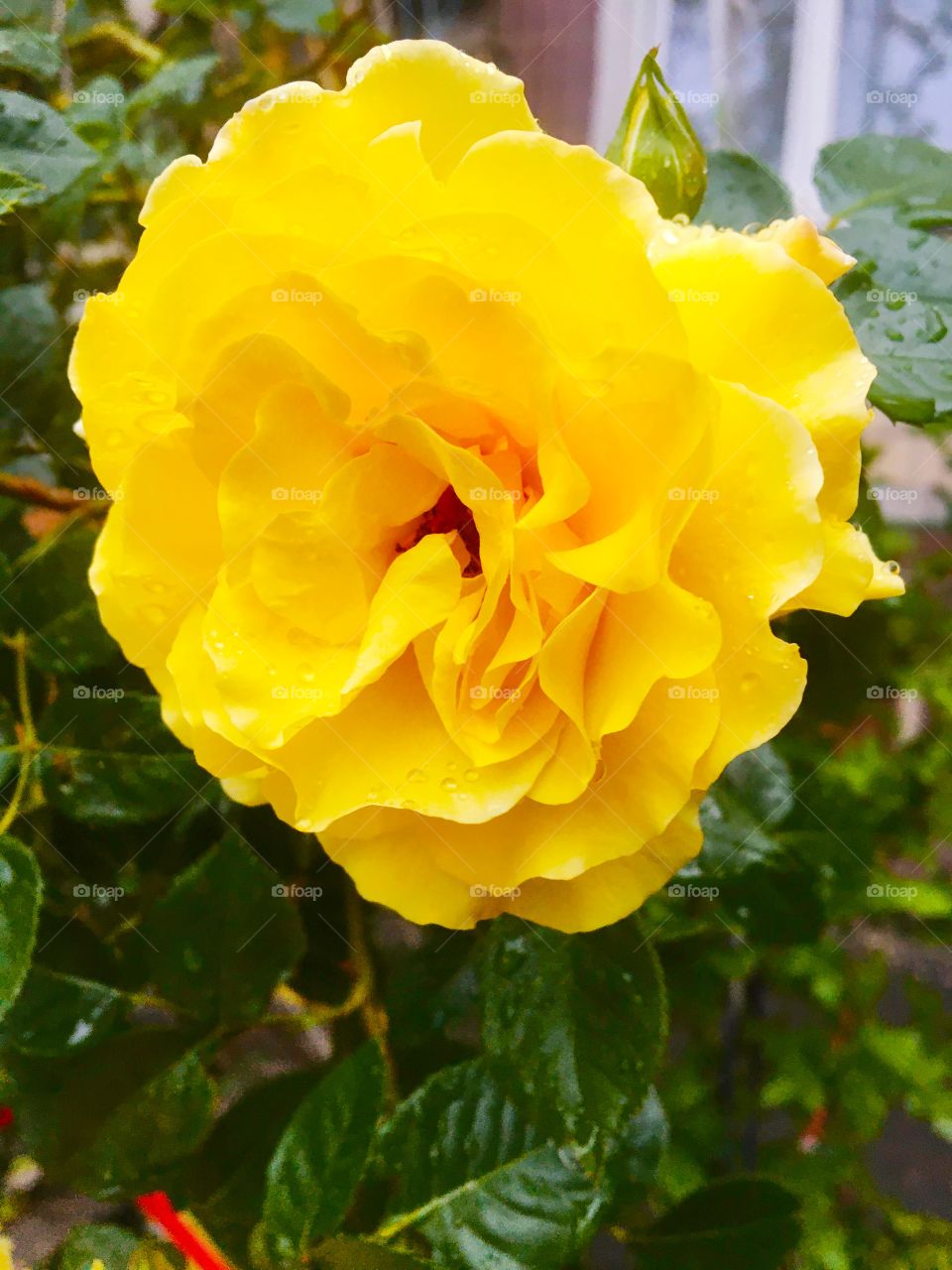 yellow rose