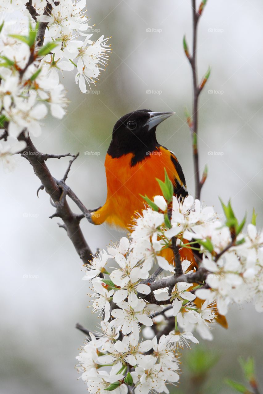 Baltimore Oriole