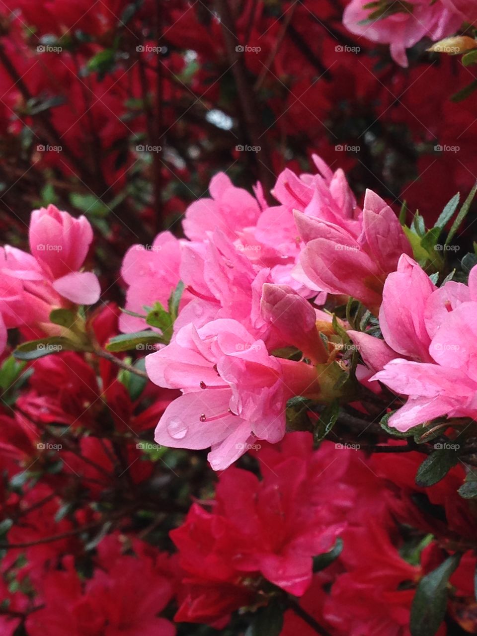 Hues of Spring. Miniature azaleas after an April shower. 