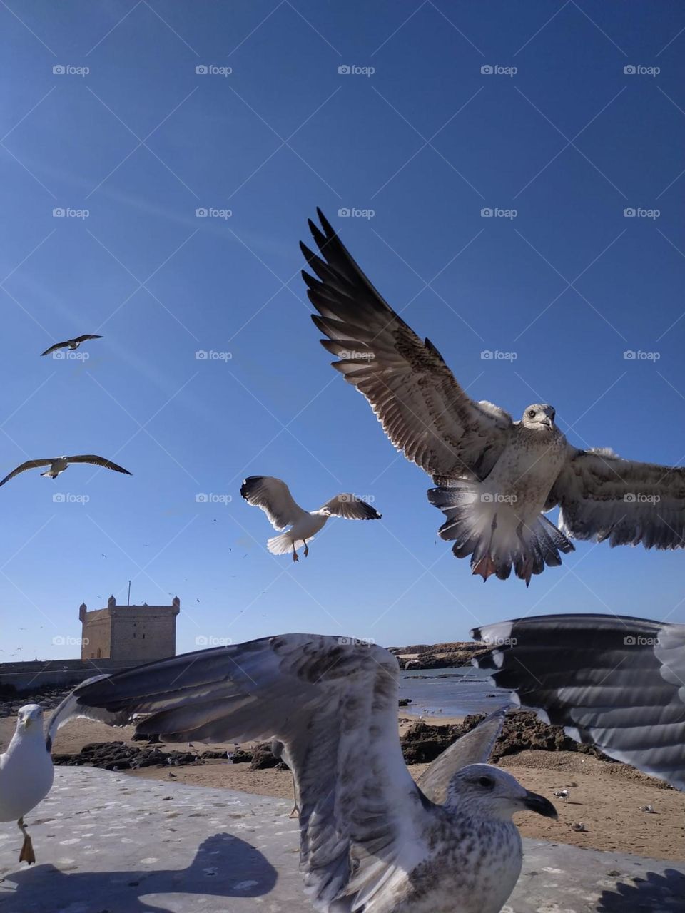 Beautiful seagulls flying cross the sky at essaouira city in Morocco.