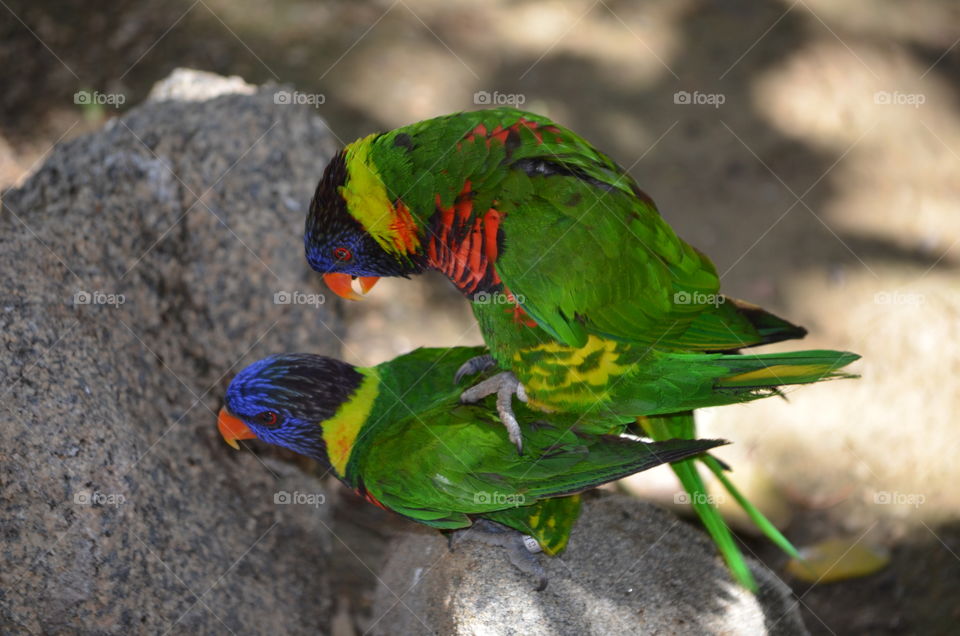 Two Birds. Taken at the San Diego Zoo