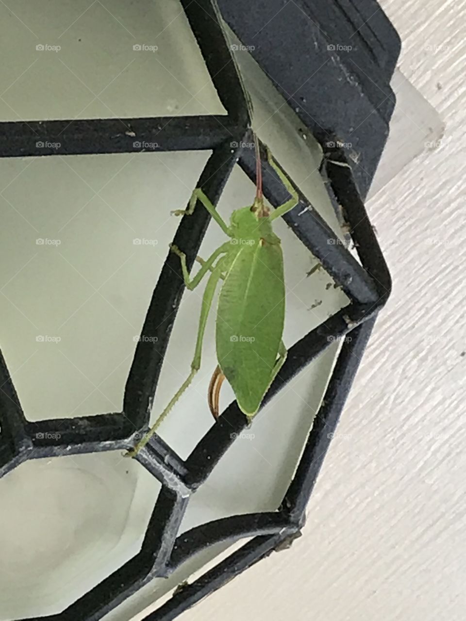 Katydid