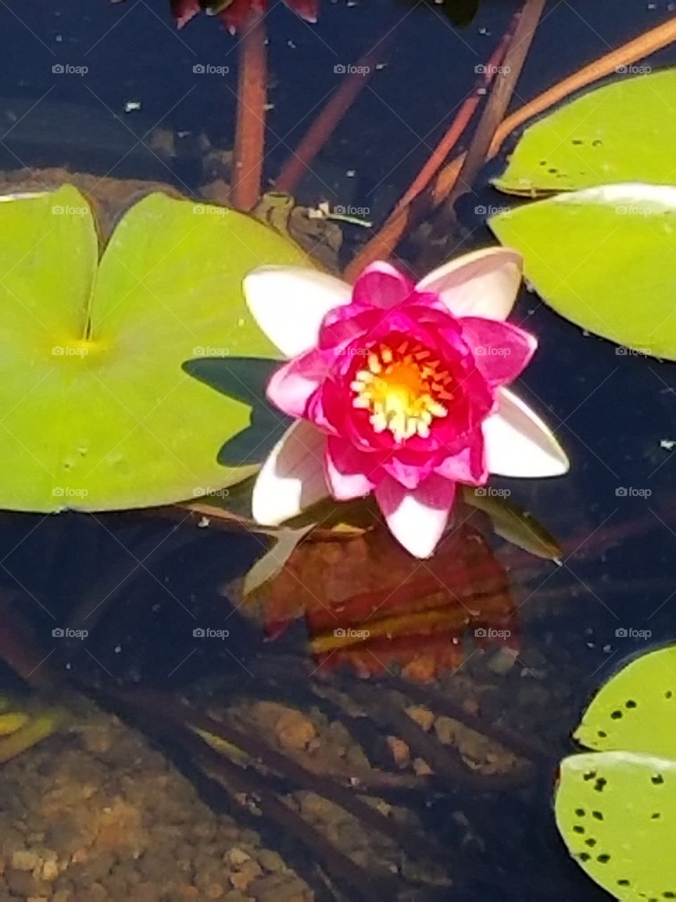 pale pink and my bold dark pink petals with a splash of lovely yellow in the center I float amongst the lilies.