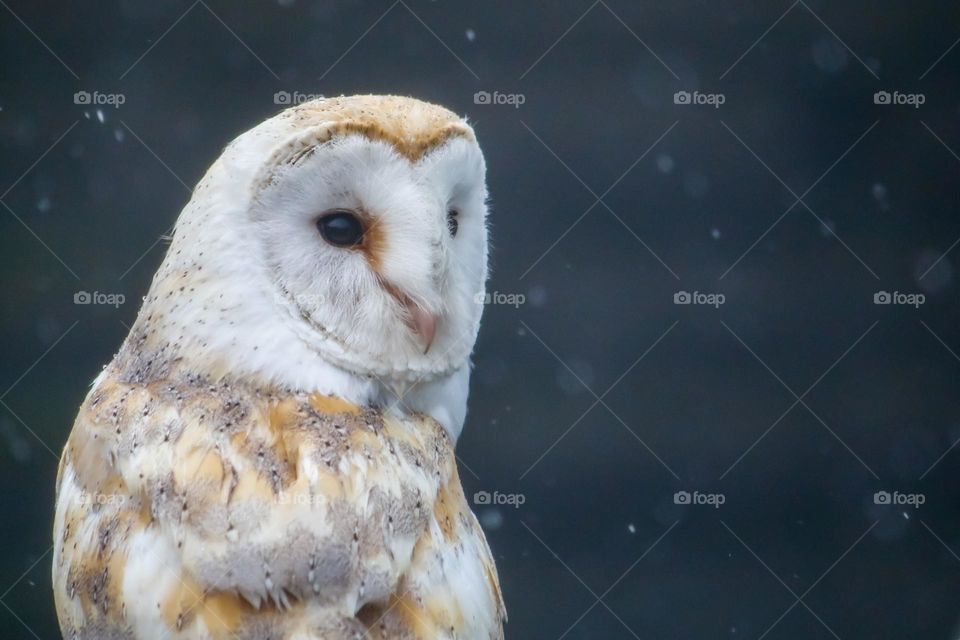 Owl in a rainy day