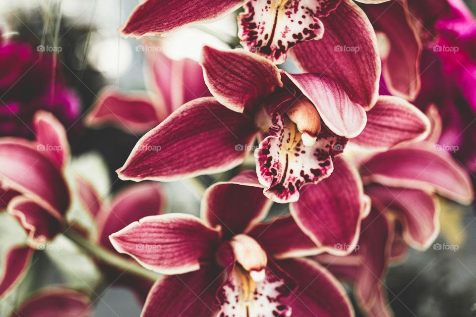 red and white moth orchids in bloom during daytime

A purple and white orchid at the flower