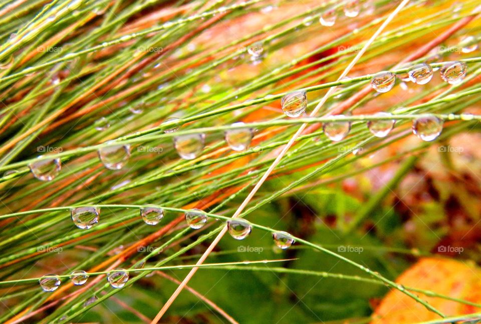 droplets