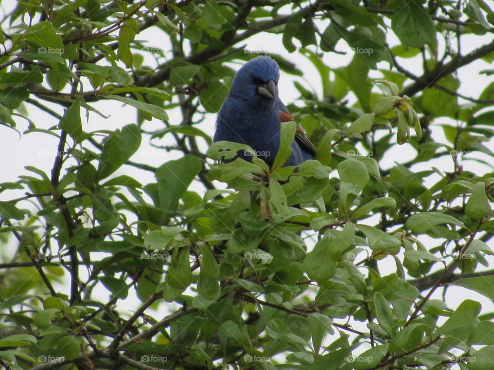 Blue Grosbeak