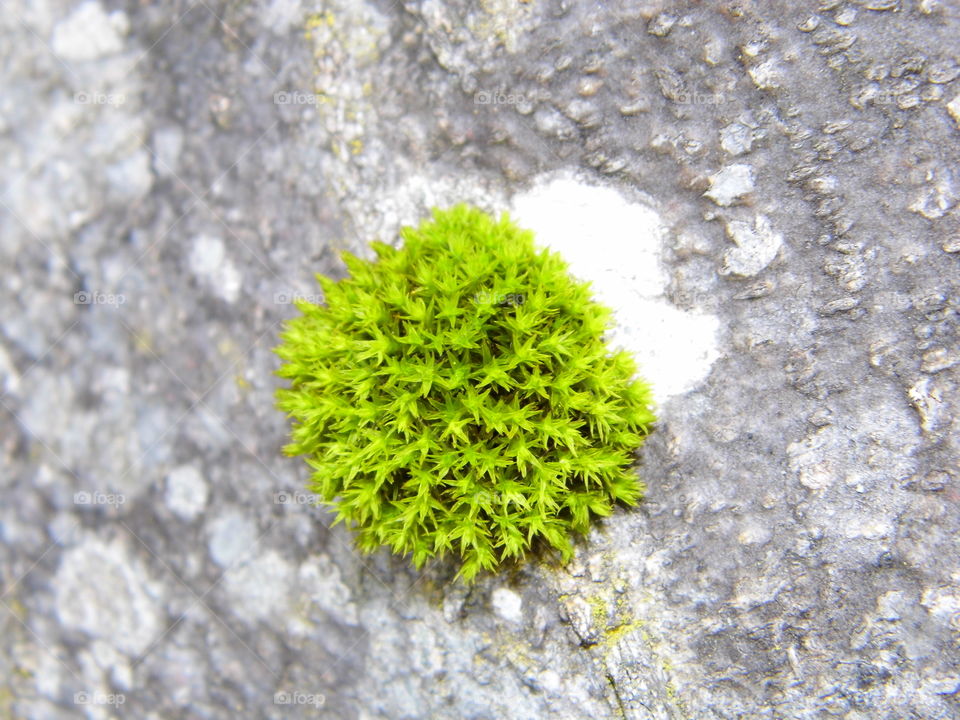 green moss in nature and biology