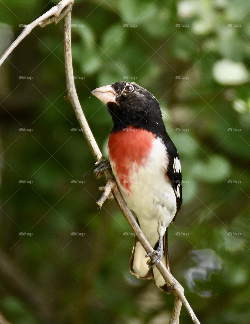 Rose breasted grosbeak on a small branch