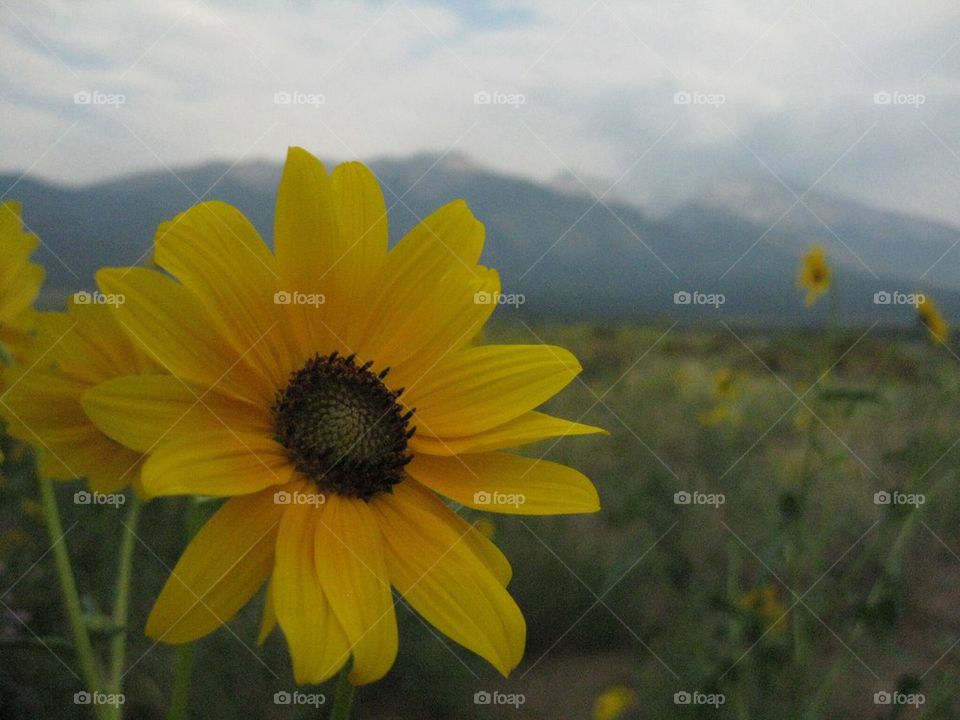 Sunflower Mountain View