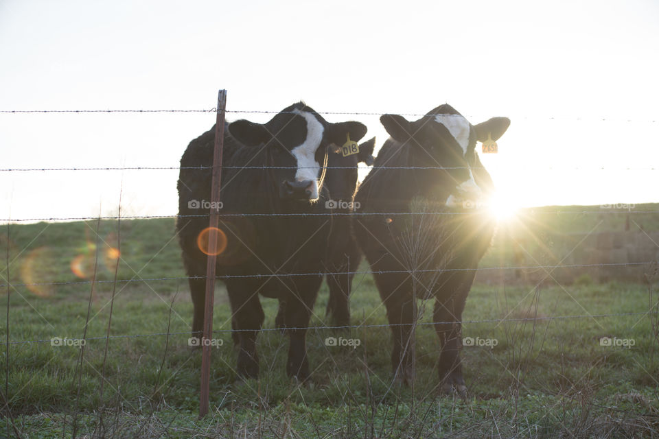 Cows During Sunset