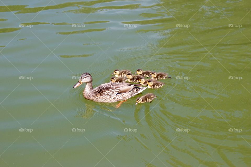 Family ducks