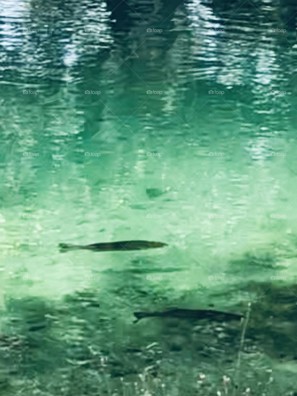 Two bass swimming in my pond! Yes, we catch and release!!