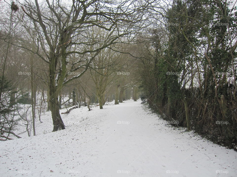 Winter, Snow, Tree, Landscape, Cold