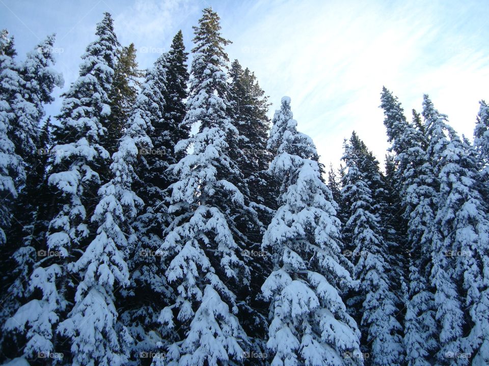 View of forest in winter