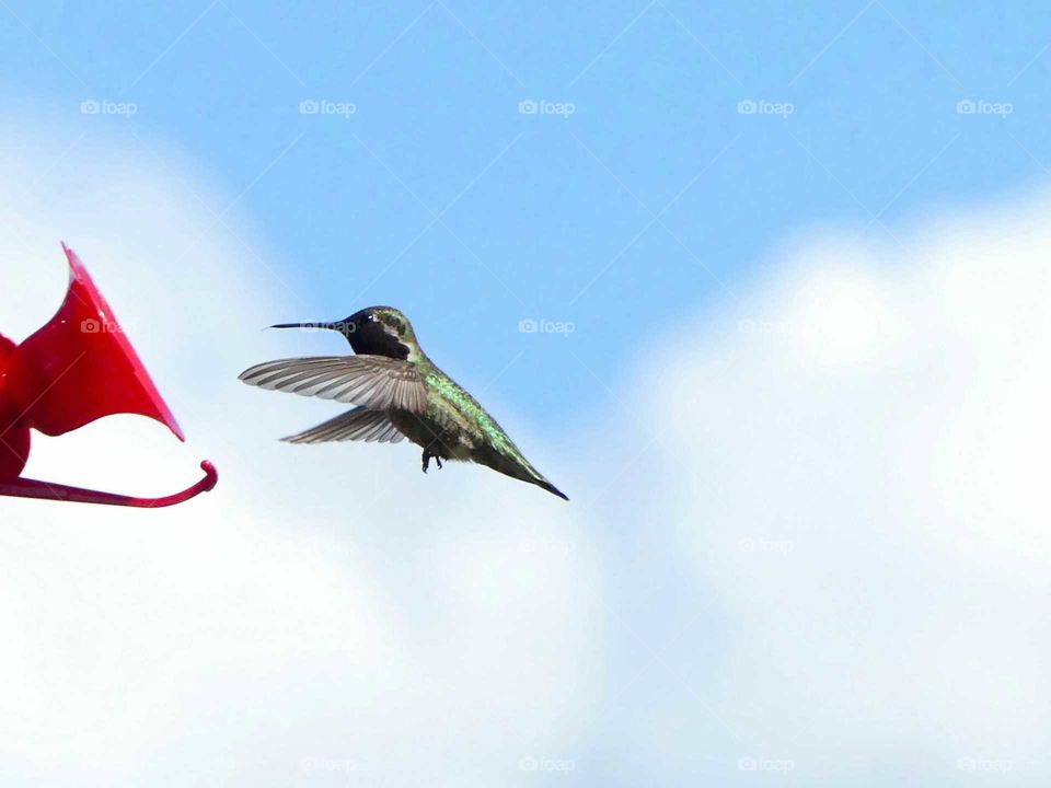 black chin hummingbird in flight