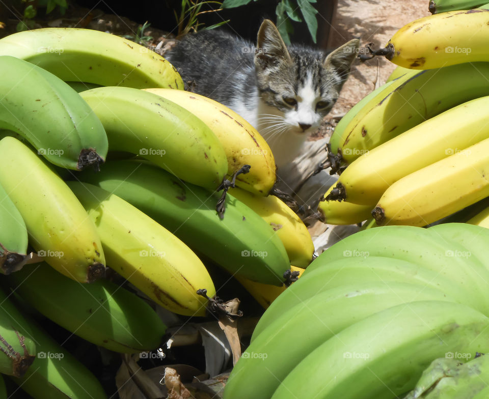 Cat Among Bananas