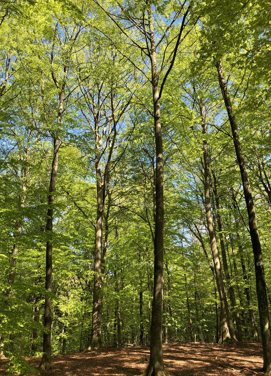 Spring blossom in the woods