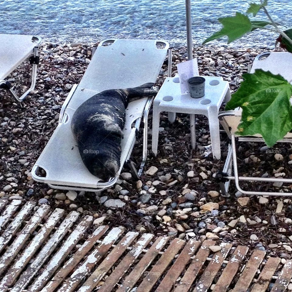 Seal on vaccation
