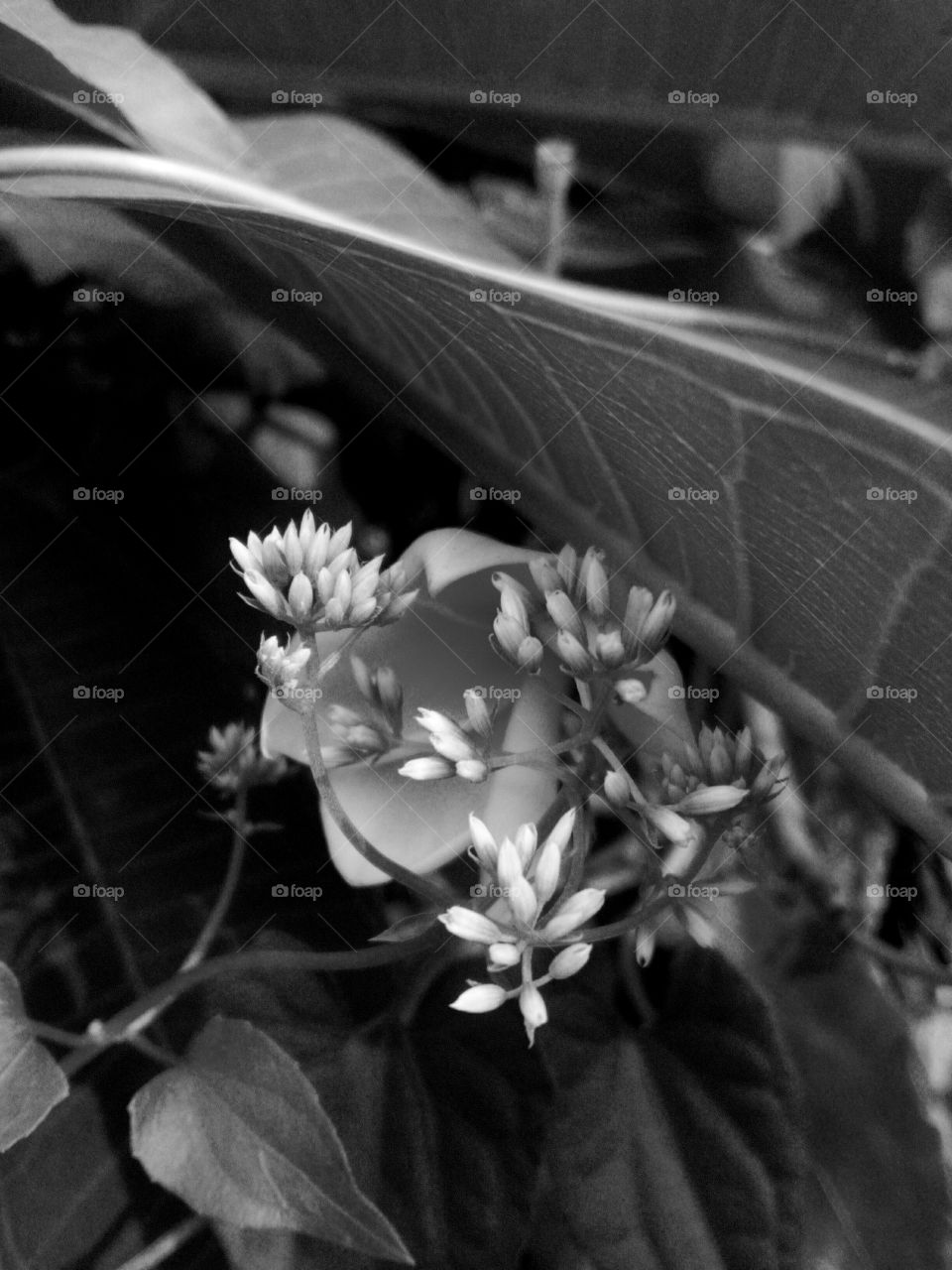 Black and White Plant