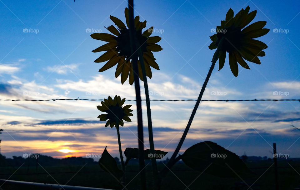 Sunflower "Palm Trees"