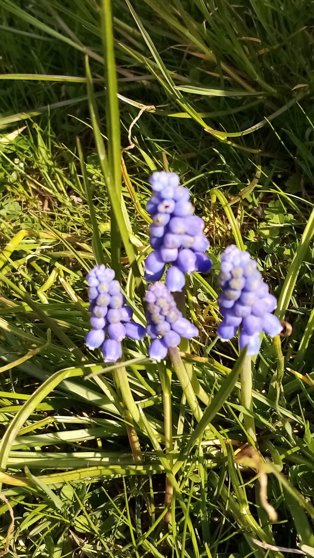 Blumen Deutschland