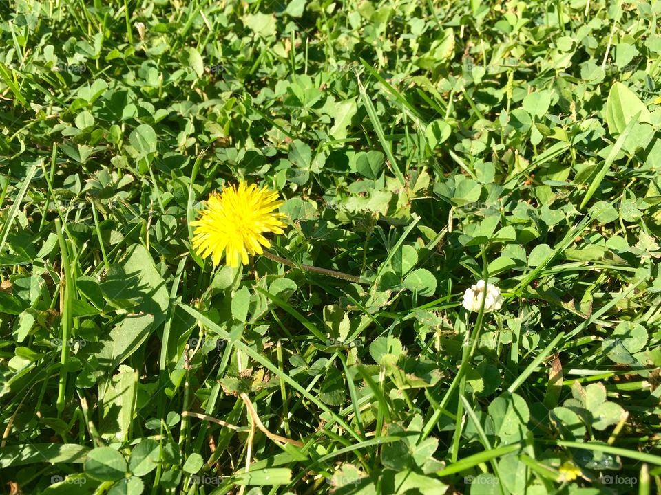 Dandelion
