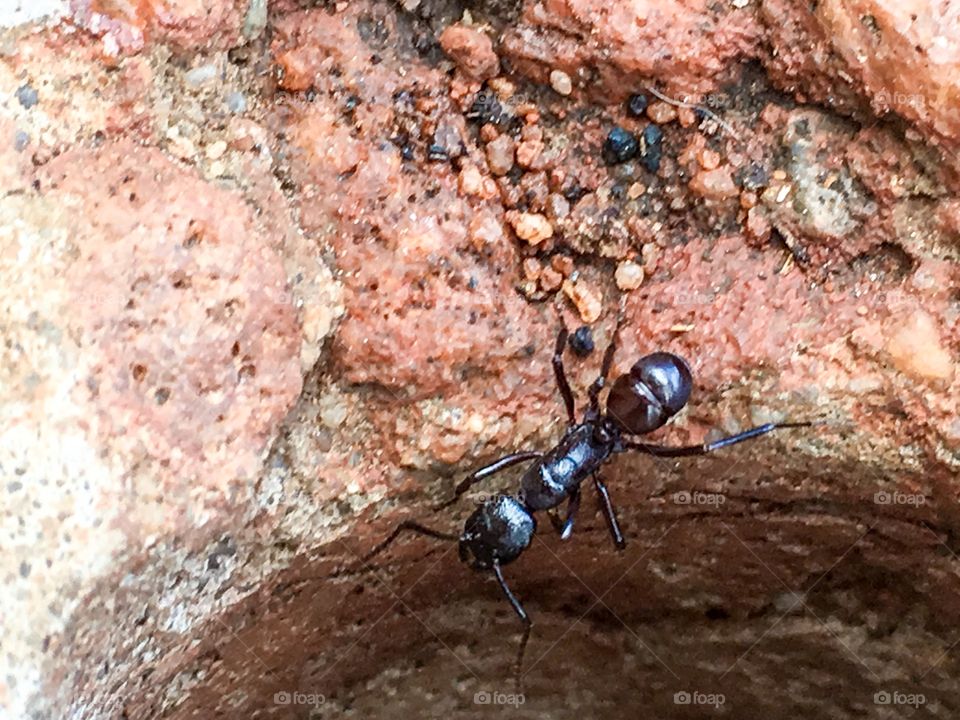 Worker ant closeup on edge
