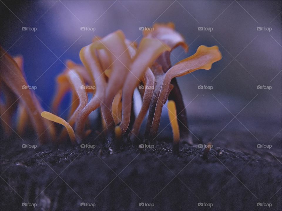 Fungus on a wooden plank 