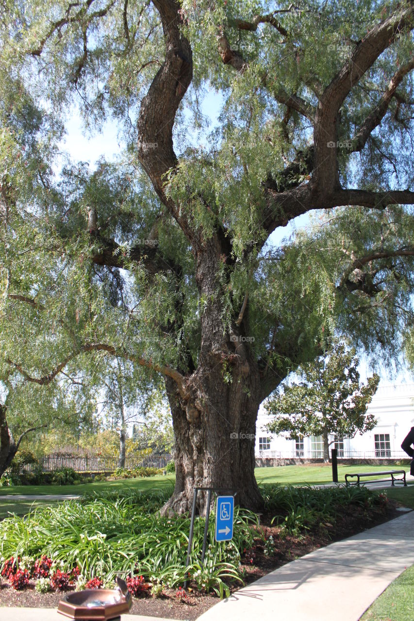 Nixon Library tree