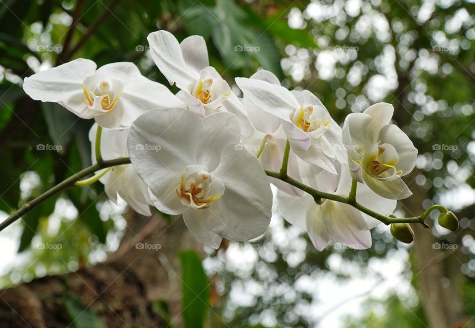 white orchid