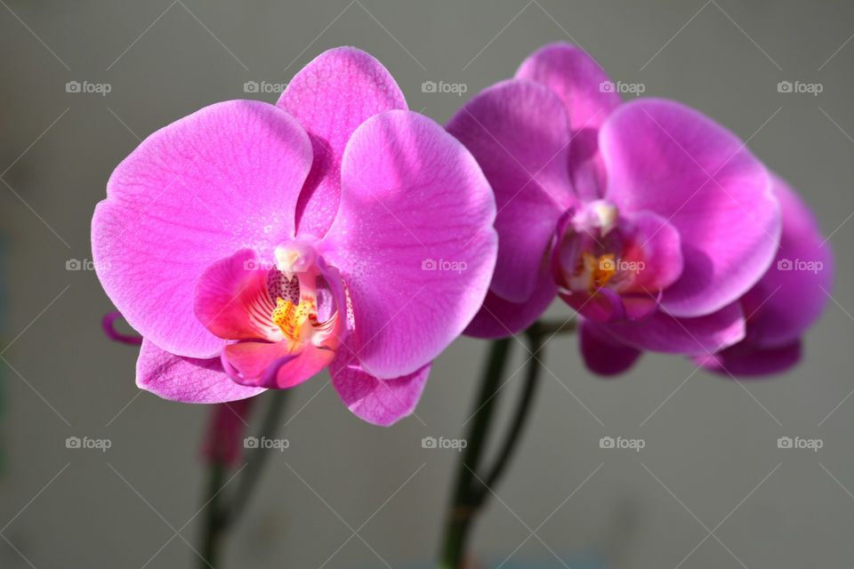 Flower, Orchids, Flora, Nature, Petal