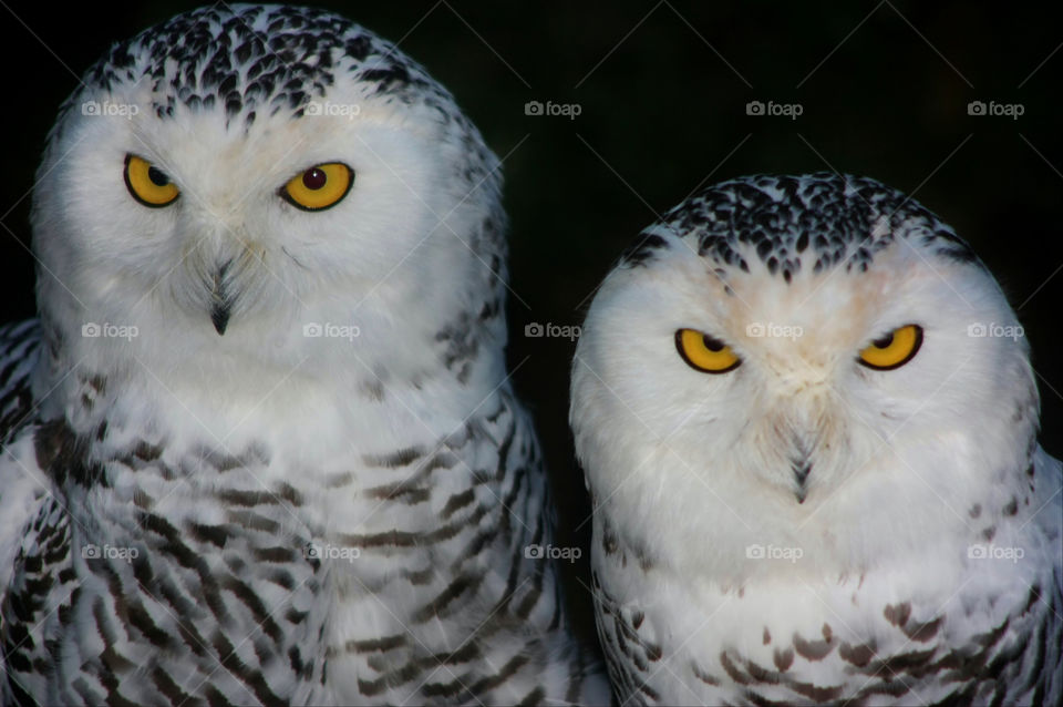 Close-up of two white owls