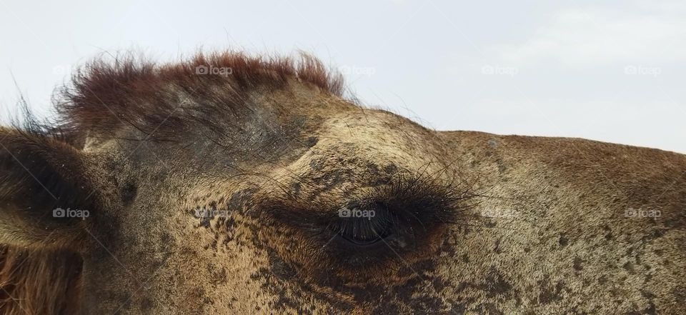 Camel's eye.